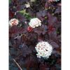 Physocarpus opulifolius 'Diabolo' - Bangitalevelű hólyagvessző