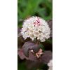 Physocarpus opulifolius ‘Lady in Red’- Bordólevelű hólyagvessző