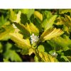 Physocarpus opulifolius Luteus - Sárga levelű hólyagvessző