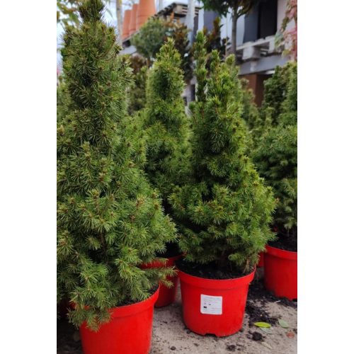 Picea Glauca 'Conica' - Cukorsüvegfenyő