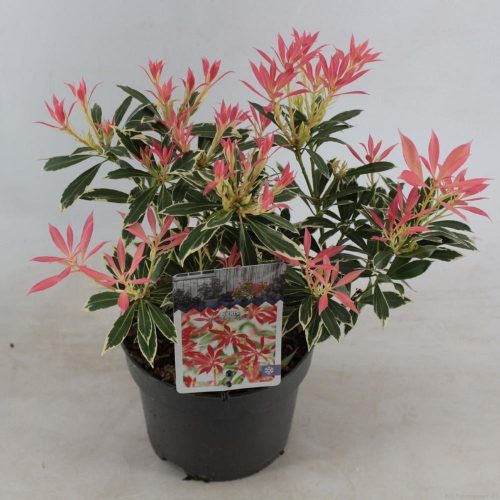 Pieris japonica 'Flaming Silver' - Japán Babérhanga