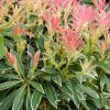 Pieris japonica 'Flaming Silver' - Japán Babérhanga