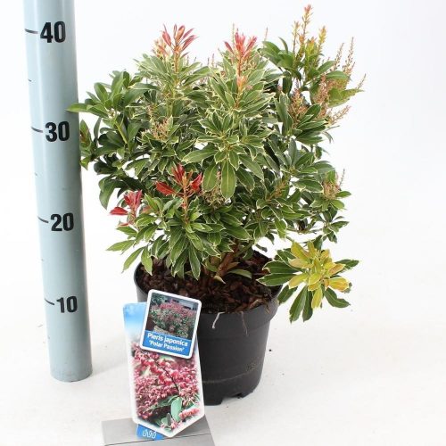 Pieris japonica 'Polar Passion' – Babérhanga