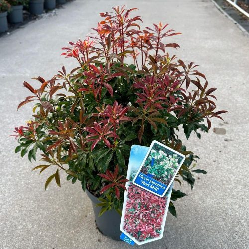 Pieris japonica 'Red Mill' - Japán Babérhanga