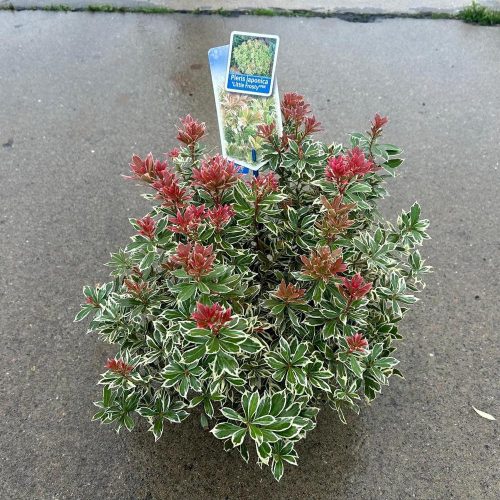 Pieris japonica 'Little Frosty' – Babérhanga