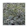 Pittosporum tenuifolium 'Silver Queen' - Újzélandi Enyvesmag