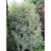 Pittosporum tenuifolium 'Silver Queen' - Újzélandi Enyvesmag