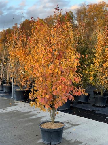 Parrotia persica 'Persian Spire' - Oszlopos Perzsa varázsfa