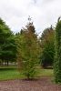 Parrotia persica 'Persian Spire' - Oszlopos Perzsa varázsfa