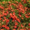 Potentilla fruticosa 'Red Ace' - Cserjés pimpó