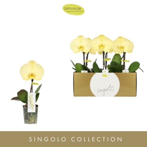 Phalaenopsis Singolo 'Aquarello Lemon' - Orchidea