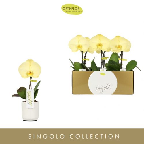 Phalaenopsis Singolo 'Aquarello Lemon' - Orchidea (fehér kaspóban)