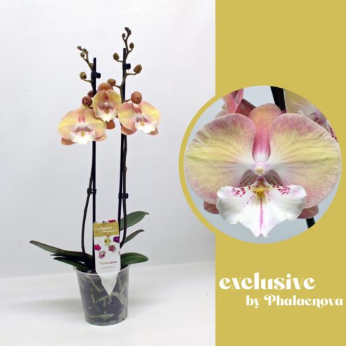 Phalaenopsis 'Tina' - Lepkeorchidea 