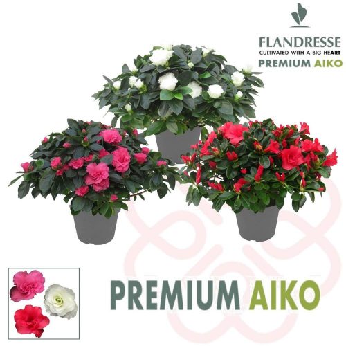 Azalea Flandresse® Premium Aiko 'gemengd' - Rhododendron/azálea