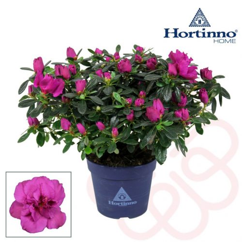 Rhododendron Hortinno 'Lady Purple/Christine Violet' - Havasszépe 