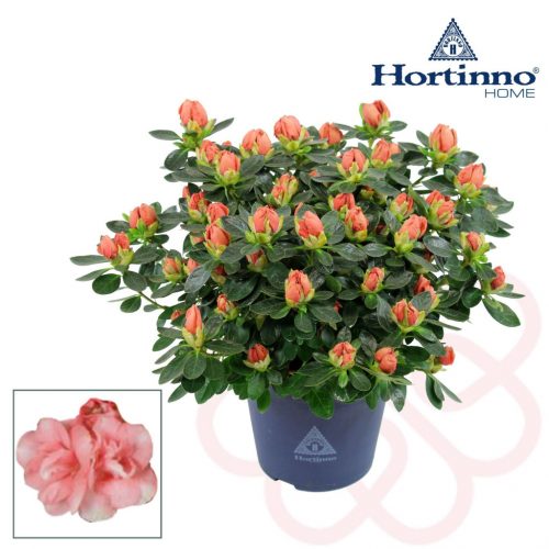 Rhododendron Hortinno 