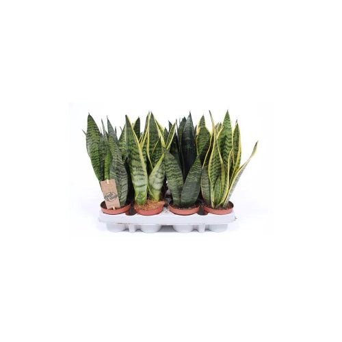 Sansevieria mix - anyósnyelv