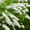 Spiraea cinerea 'Grefsheim' - Hamvas gyöngyvessző