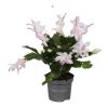 Schlumbergera mix - Karácsonyi kaktusz