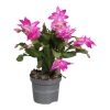 Schlumbergera mix - Karácsonyi kaktusz