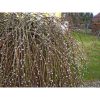 Salix carpea 'Kilmarnock' - Csüngő barkafűz (törzses)