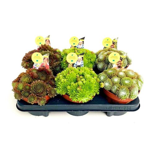 Sempervivum mix - Kövirózsa