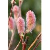 Salix gracilistyla 