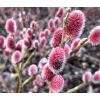 Salix gracilistyla 'Mount Aso' - Rózsaszín barkafűz