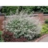 Salix integra 'Hakuro Nishiki' - Tarka levelű japánfűz