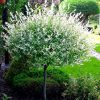 Salix integra 'Hakuro Nishiki' - Tarka levelű japánfűz (törzses) 80cm törzsmag.