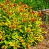 Spiraea japonica - 'Goldflame' - Japán gyöngyvessző