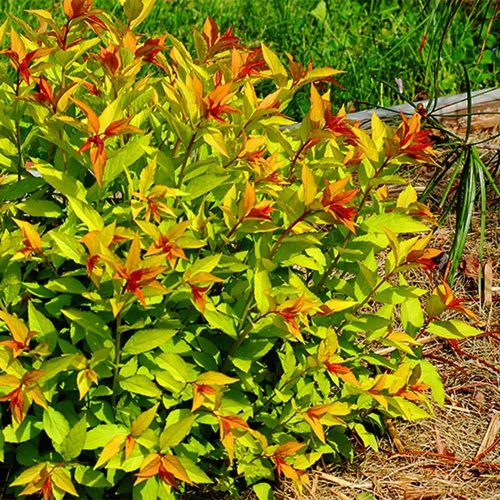 Spiraea japonica - 'Goldflame' - Japán gyöngyvessző