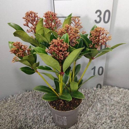 Skimmia japonica 'Rubella' - Japán Dérbabér