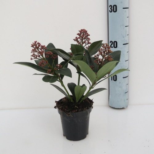 Skimmia japonica 'Rubella' 2-3 Flower - Japán Dérbabér