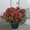 Skimmia japonica 'Rubesta' - Japán Dérbabér