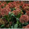 Skimmia japonica 'Rubesta' - Japán Dérbabér