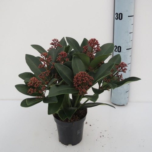 Skimmia japonica 'Rubella' 5-8 Flower - Japán Dérbabér