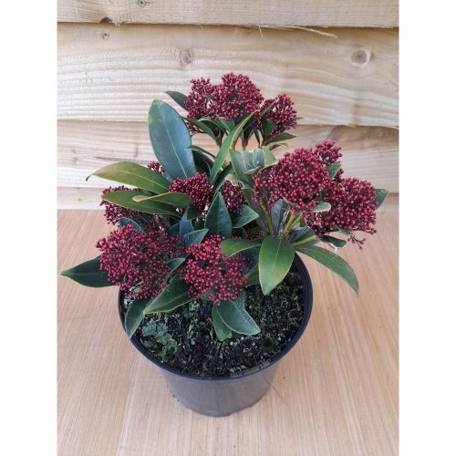 Skimmia japonica 'Rubella' 5-6 Flower - Japán Dérbabér