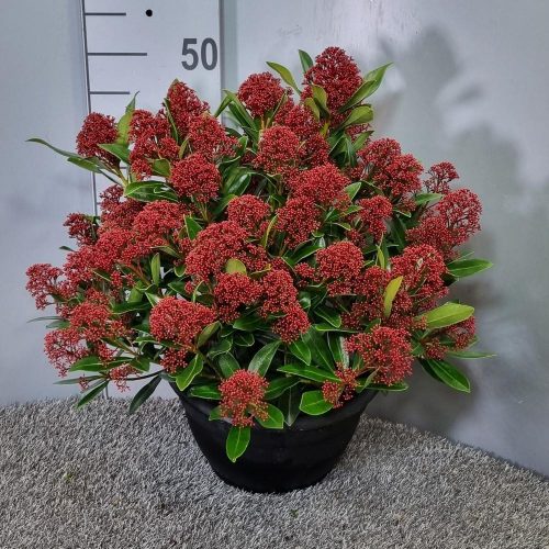 Skimmia japonica 'Rubesta' Schaal - japán Dérbabér