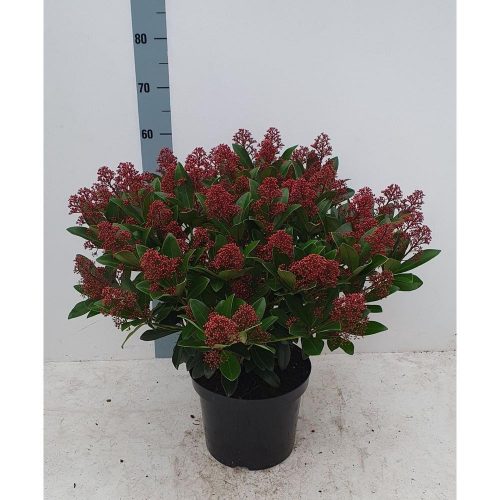 Skimmia japonica 'Rubella' 55+ flower - Japán Dérbabér