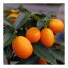 Fortunella margarita 'Kumquat' - Törpemandarin 