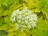 Sambucus nigra 'Aurea' – Bodza