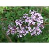 Syringa persica 'Laciniata' - Szeldelt levelű perzsa orgona