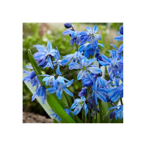 SCILLA siberica 'Blue' - Bókoló csillagvirág