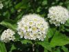 Spiraea x vanhouttei - Közönséges gyöngyvessző