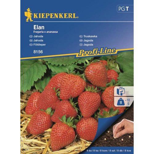 Fragaria x ananassa 'Elan' - Drazsírozott szamóca 8szem/cs