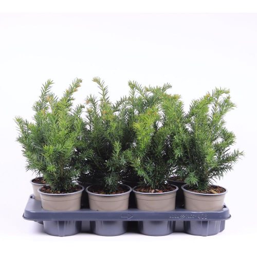 Taxus baccata 'Repandens' - Tiszafa