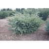 Taxus baccata 'Repandens' - Tiszafa