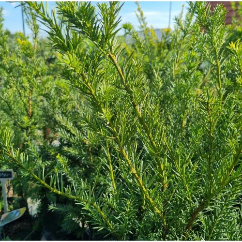 Taxus media 'Groenland' - Tiszafa