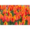 TULIPA 'Flair' - Tulipán